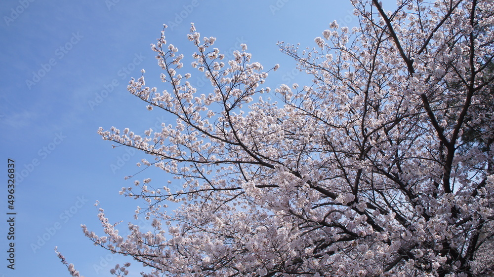 桜と春の晴天