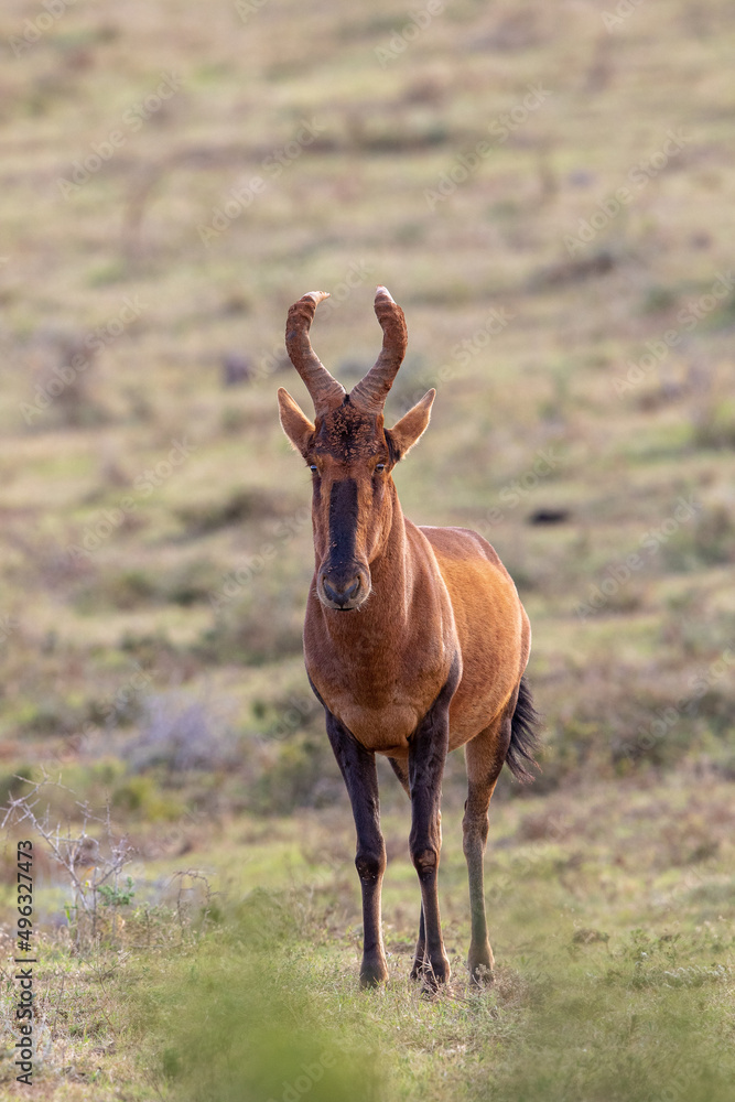 Red Hartebeest, Addo Elephant National Park Red Hartebeest, Addo Elephant National Park