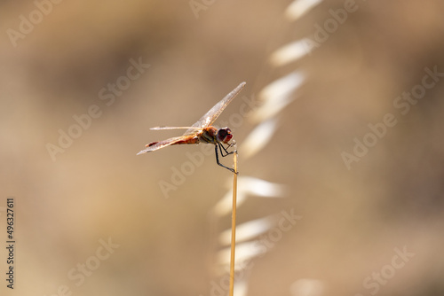 A common darter dragonfly (Sympetrum striolatum) resting in the sun, sunny day