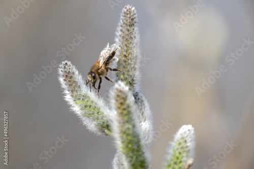 Bee on a catkin close up, bee on a willow tree, blooming pussy willow