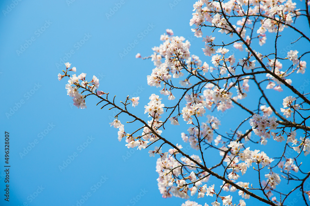 Cherry Blossoms ( Sakura ) background with a clear sky during spring season in Kyoto, Japan