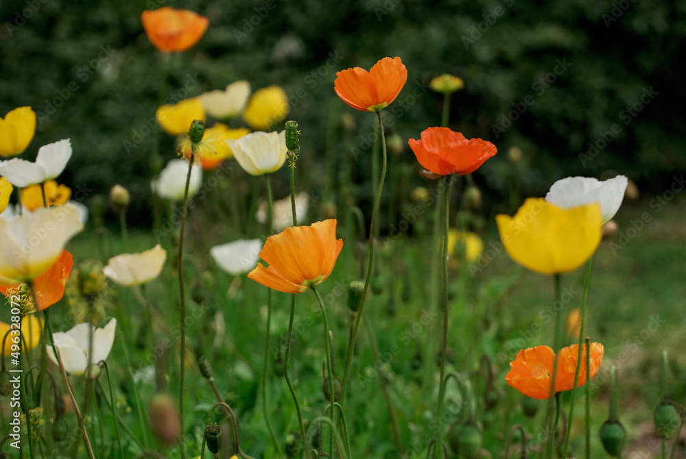 natural background with spring poppy flowers