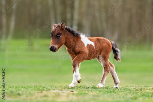 Little shetland breed pony foal in spring