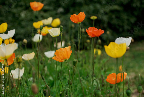 natural background with spring poppy flowers