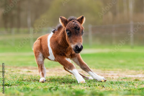 Little funny pony foal playing in spring