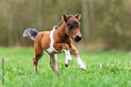 Little pony foal running in  the field photo
