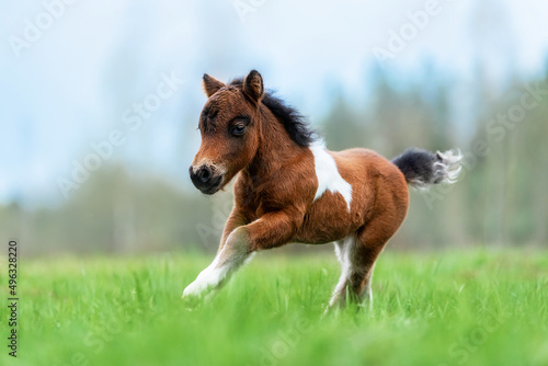 Foto Little pony foal running in the field
