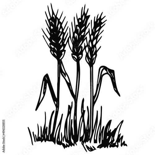 Simple hand-drawn vector drawing in black outline, in engraving style. Wheat ears, cereal plants, farm field. Cultivation of agricultural crops. Seasonal harvest. Ink sketch.