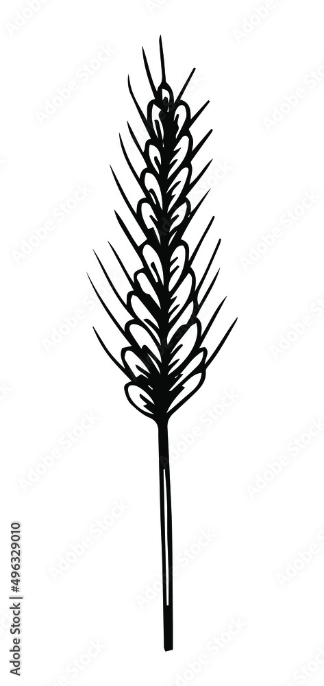Ears of wheat isolated on white background. Vector elements for design Ears of wheat isolated on white background. Vector elements for design