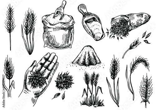 Hand-drawn wheat. Cereal plants in a bag and cereals in a bowl, rye barley and ears of wheat. Sketch sketch sketch for food packaging template, food engraving