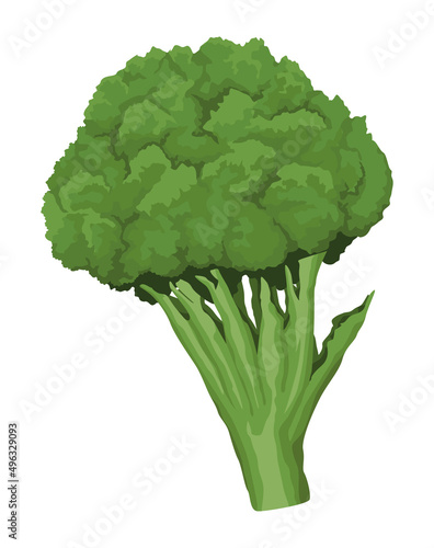 fresh broccoli vegetable