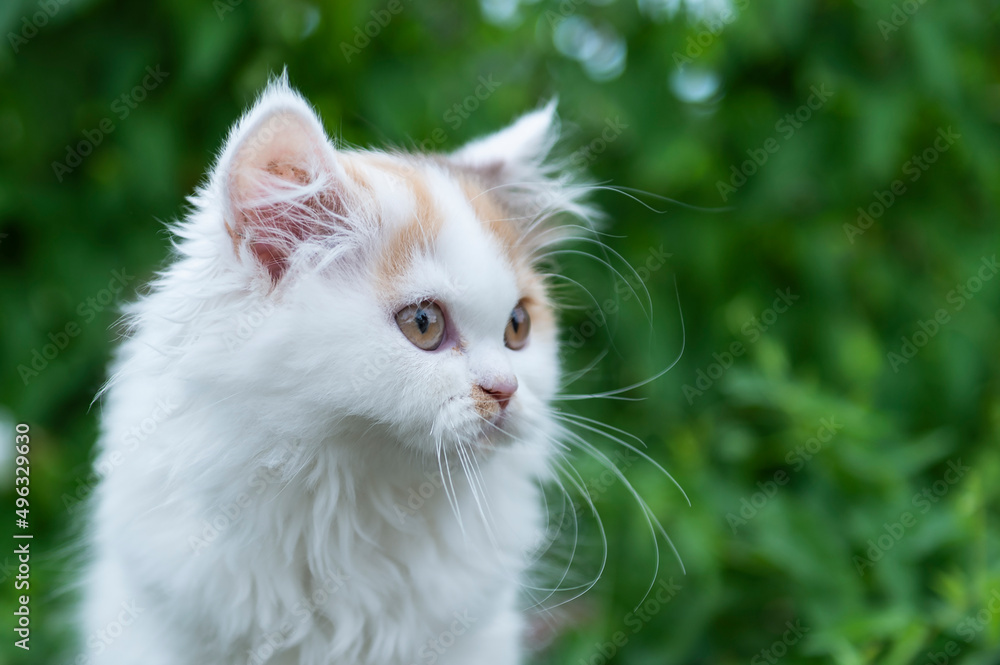 Britisch Langhaar Kitten im Garten