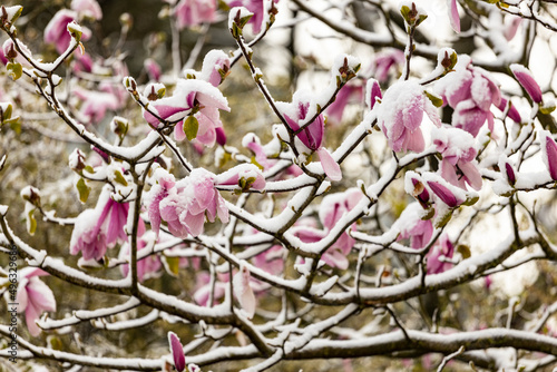 Branches of magnolia tree with spring time blossom sudden confrontation with harsh ice frost covering the flowers of a tree in a thick layer. Weather conditions and climate change concept.