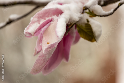 Macro closeup of magnolia spring time blossom sudden confrontation with harsh ice frost covering the flowers of a tree in a thick layer. Weather conditions and climate change concept.