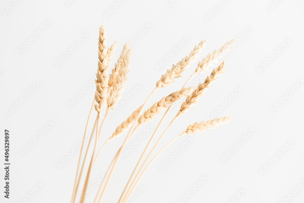 Several ears of wheat on a light background with a shadow.