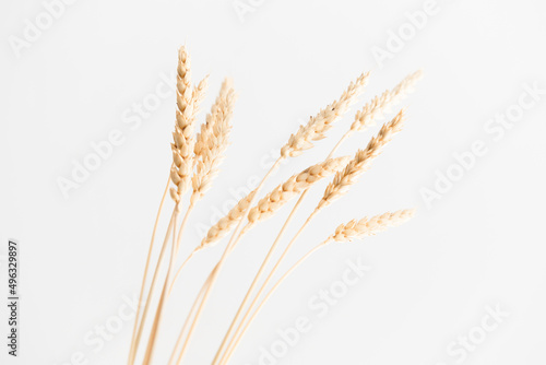 Several ears of wheat on a light background with a shadow.