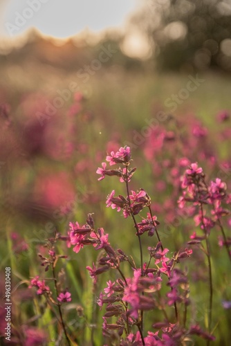 Pink field of flowers