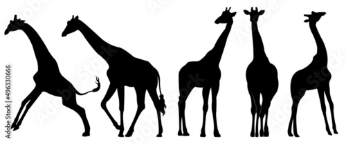 A set of giraffe vector silhouettes isolated on a white background.