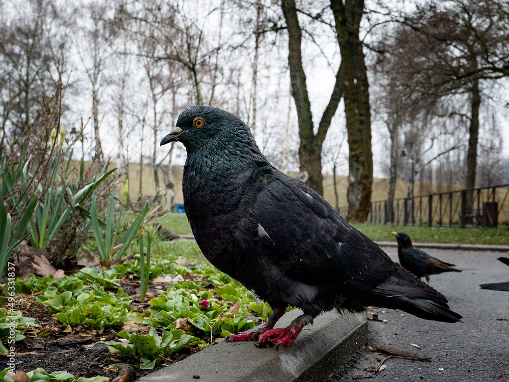 Fototapeta premium black pigeon on the grass in spring park