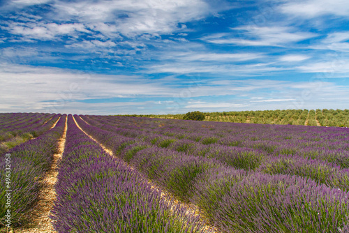 a famous purple lavender farm under a cloudy sky in a sunny day in Avignon, Provence, France