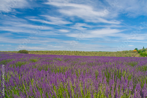 a famous purple lavender farm under a cloudy sky in a sunny day in Avignon  Provence   France