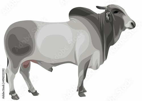 BLANCH ISOLATED BREEDER CATTLE