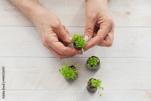 Tableau sur toile A woman holds seedlings of lobelia in peat tablets