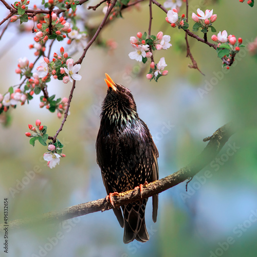 songbird black starling sits on the branches of an apple tree with pink flowe...