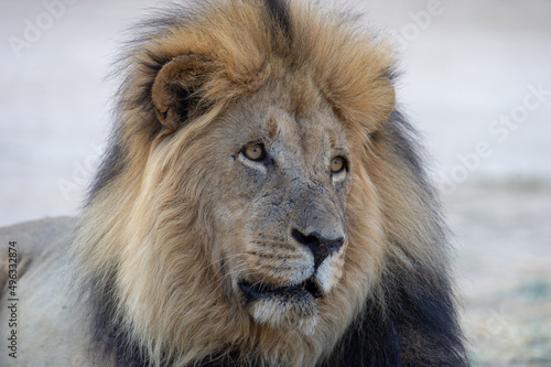 Lion  Panthera leo  Kgalagadi Transfrontier Park  South Africa