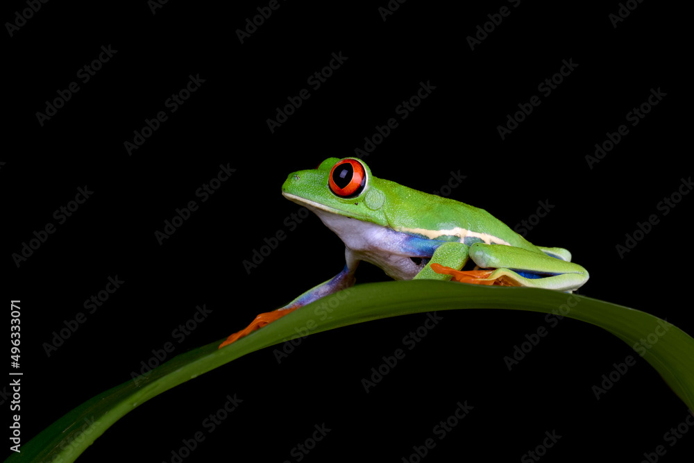 Red-eyed Tree Frog (Agalychnis callidryas) perched on a leaf. Red-eyed Tree Frog (Agalychnis callidryas) perched on a leaf.