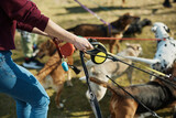 Close up of pet sitter walking pack of dogs on leash in the park/