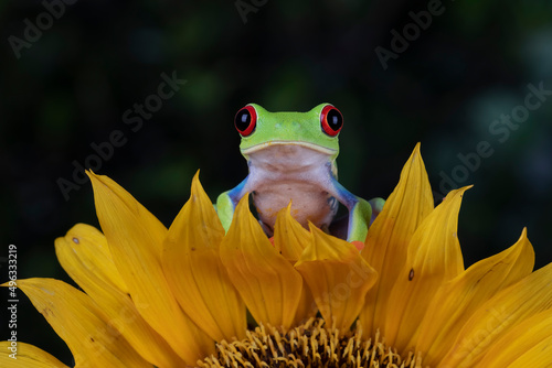 Red-eyed Tree Frog (Agalychnis callidryas) perched on a sun flower.