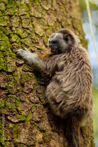 cute small brown grey titi monkey white-footed tamarin endemic from tropical exotic forest of Colombia sitting on green tree with moss. Nature of Colombia