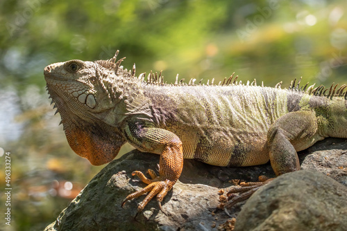 Beautiful photo of a green iguana with orange paws and a striped tail, sitting on a stone, rock, turned left, head turned to the left, jungle, Colombia © Evgenia