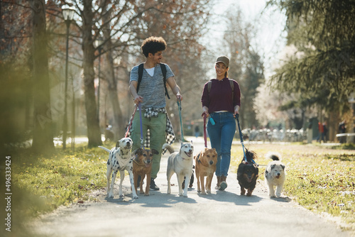 Wall Mural Young happy dog walkers walking pack of dogs on leash in the park
