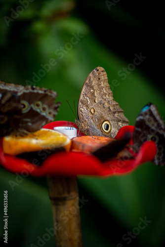 Interesting photo of morpho butterflies sitting together and eating fruit, Colombia 