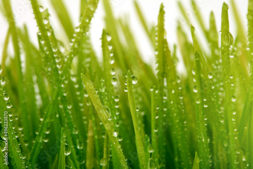 Selective soft focus blur green grass with water drop. Nature sunlight horizontal background.