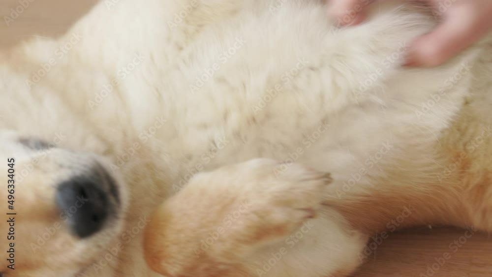 Owner caress stroking her Shiba Inu pet lying on the back on the floor at home. Frendship concept
Owner caress stroking her Shiba Inu pet lying on the back on the floor at home. Frendship concept