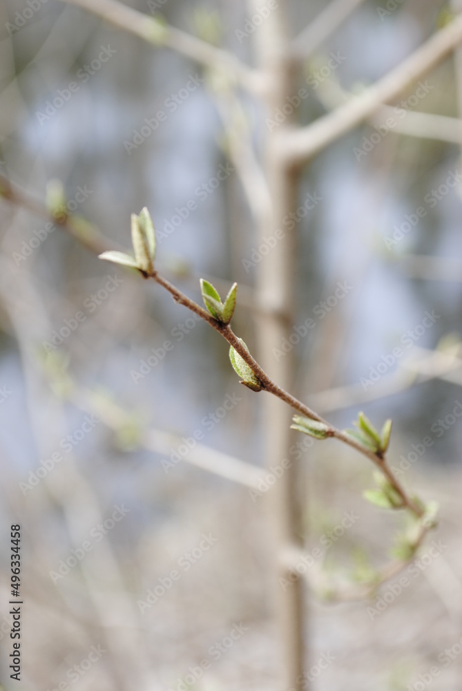 The very first leaves at the tip of a tree branch unfurling. New leaves isolated macro shot early spring. The very first leaves at the tip of a tree branch unfurling. New leaves isolated macro shot early spring.