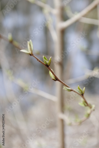 The very first leaves at the tip of a tree branch unfurling. New leaves isolated macro shot early spring.