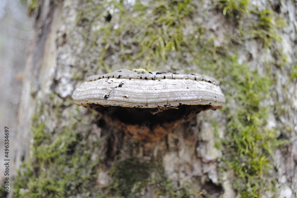 Shelf fungi shelf mushroom growing on the mossy bark of a tree