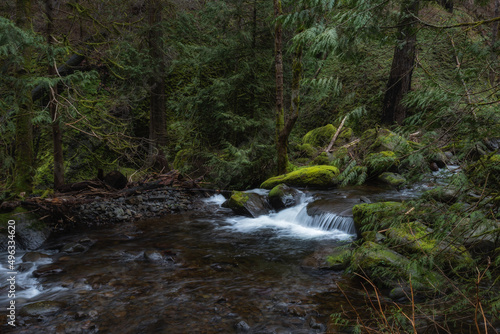 Creek flowing through lush green Pacific Northwest forest
