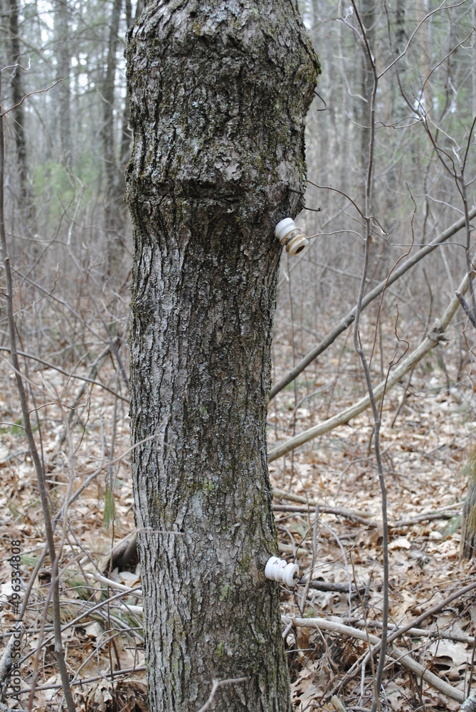 An oak tree that at one point had a wire fence nailed into it. Scarring and healed scars on oak tree from old fencing practices 