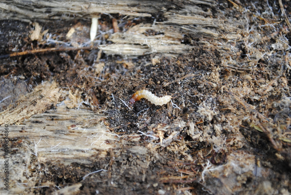 A grub crawls along the forest floor among rotting wood A grub crawls along the forest floor among rotting wood
