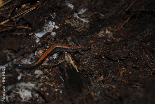 Eastern red-backed salamander (Plethodon cinereus) coming out of hibernation wriggling through the brush macro close up isolated
