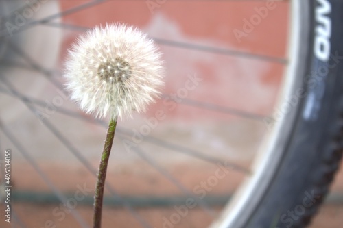 Dandelion photo