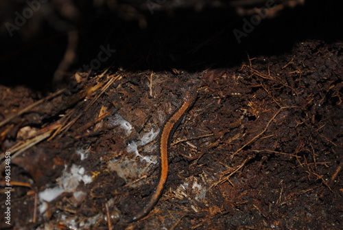 Eastern red-backed salamander (Plethodon cinereus) coming out of hibernation wriggling through the brush macro close up isolated