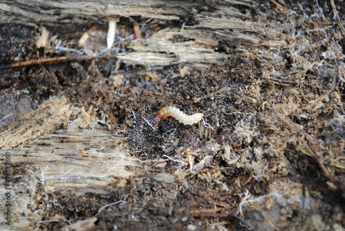 A grub crawls along the forest floor among rotting wood