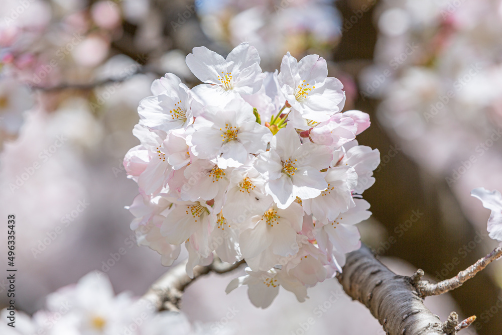 Obraz premium 浜寺公園で咲く満開の桜