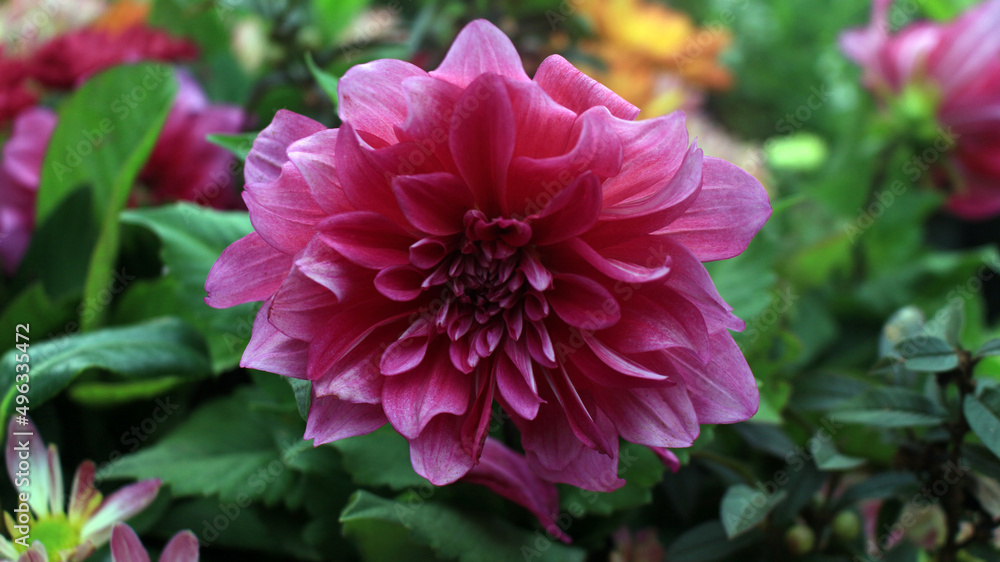 Obraz premium dahlia